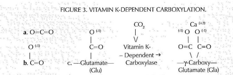 Figure 3. Vitamin K-Dependent Carboxylation