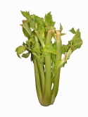 celery1