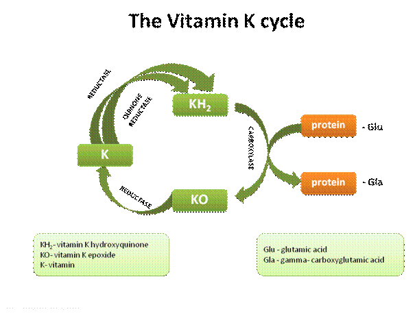 Figure 8: The vitamin K cycle.